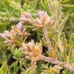 Image result for Micromeria imbricata