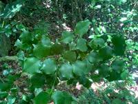 Image result for Cryptocarya woodii