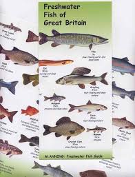 freshwater fish of great britain chart