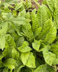 Image result for Gomphocarpus tenuifolius