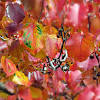 It is also called the select or cleveland select ornamental pear. Https Encrypted Tbn0 Gstatic Com Images Q Tbn And9gctvgn4avzea2jqv Qth Kgxg912t3xfb0vqmakyhkmf9qmlhoob Usqp Cau