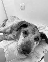 Our hearts are shattered. Luiz Carlos, the elderly dog who arrived to us in unimaginable condition, has passed away. 🖤 When he was rescued, his body told the story of unbearable cru*lty.