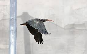 Northern Bald Ibis By Michel L Huillier Kus