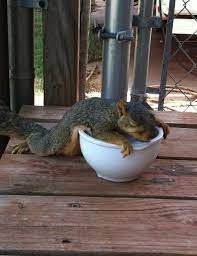 It S So Hot In Oklahoma That This Squirrel Melted Grist Funny Animals Animals Squirrel