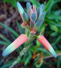 Image result for Aloe cooperi