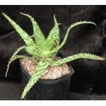 Image result for Aloe mossurilensis