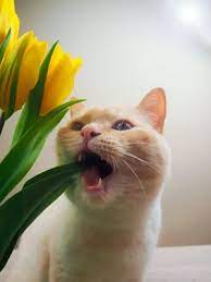 Photos Of Poisonous Plants And Flowers For Cats Cat Plants Cats Poisonous Plants