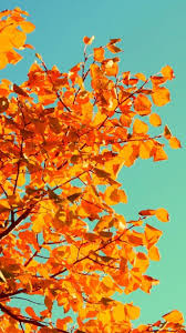 Aesthetic Tumblr Autumn Desktop Wallpaper Cuteanimals If you're looking for a new phone.