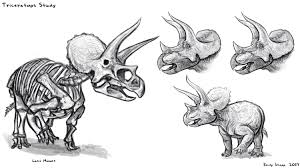 Emily Stepp в X: „Figuring out Triceratops as my warm-up today.  #Triceratops #PaleoArt #Sketch #Dinosaur https://t.co/FiSxZhj8XA“