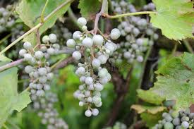 Image result for Uncinula necator