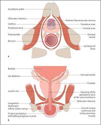 Diseases Of The Bladder And Prostate Radiology Key