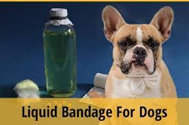 My dog has a tear on his paw. Can You Use Liquid Bandage On A Dog What Vet Says Zooawesome