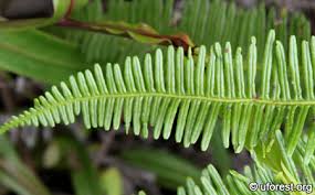Image result for Pteris linearis