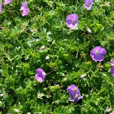 Image result for Geranium sanguineum Max Frei