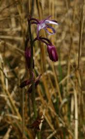 Image result for Eulophia hians