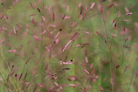 Image result for Eragrostis dinteri