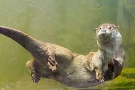 We did not find results for: 15 Fascinating Facts About Otters