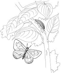 Download the perfect butterfly cocoon pictures. Caterpillar Coloring Pages Free Printable Coloring Pages For Kids