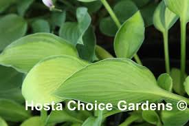 Hosta Janet Day Hostachoicegardens Hostas Plant Leaves Day