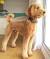 Short Hair Goldendoodle Haircuts