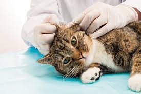 Not all cats go after the smell of earwax, but i know mine does. Inflammation Of The Ear In Cats Symptoms Causes Diagnosis Treatment Recovery Management Cost