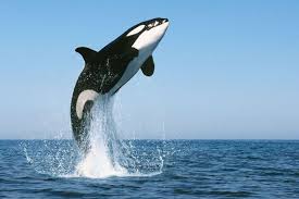 Résultat de recherche d'images pour "killer whale"