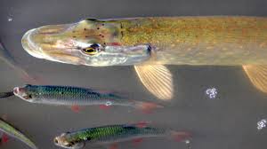Wann beißt welcher fisch ausführliches abstraktes buch. Hechtattacken Auf Menschen Haufen Sich