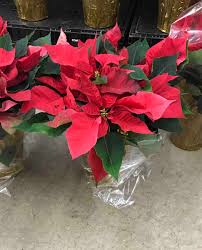 Check spelling or type a new query. Produce Junction On Twitter Holiday Specials 12 Fresh Wreaths 6 50 6 Poinsettia 3 00 Cemetery Blankets Various Sizes Small 9 00 Medium 14 00 Large 20 00 Https T Co 2jpicjshma