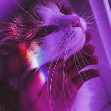 Pin By Misha On Aesthetic Cat Aesthetic Dark Purple Aesthetic Cat Photography