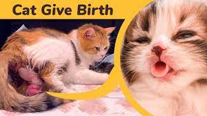 Now, we'll find out what are the main steps you need to follow to help your cat give birth and take care of her newborn kittens. Cat Giving Birth To 5 Kittens With Complete Different Color Youtube