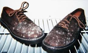 Pin On Mildew Stains
