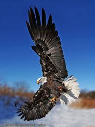 Birds That Look Like Bald Eagles Coffeenuts Weisskopfadler Weisskopfseeadler Tiere