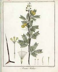 Image result for Acacia karroo