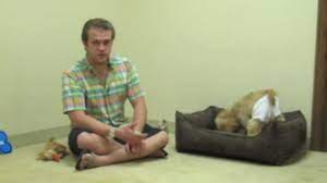 How Do I Get My Dog To Stop Licking After Neuter Trevor The Pet Guy Youtube