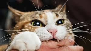 If you don't have one, please make one by yourself. 11 Ways To Defend Yourself Against A Cat Mental Floss