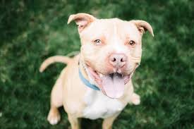 All you need to do is download petterr from the app store and look for reputed shelters and rescues near you in our network. Utah Animal Adoption Center Homepage Salt Lake City Utah