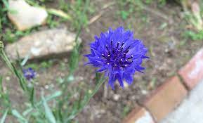 Bachelor S Button Centaurea Cyanus