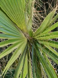 Inflorescence to 3 m long; James Palmwedel Washington Palm Facherpalme Hellgrun Stecker Weisse Faser Blatter Kalifornien Washingtonpalme Washingtonia Filifera Multi Threaded Washingtonie Pikist