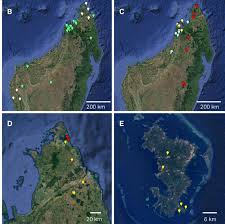 Image result for Paranecepsia alchorneifolia