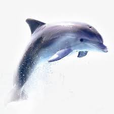 Dauphin Cyan Gris Image Png Art De Dauphin Dauphin Dessin Dauphin