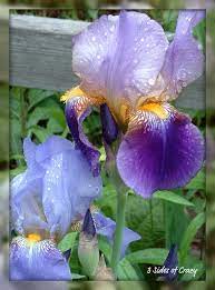 10 Iris These Are My Favorite I Have 100 S Of Then Love When They Are All In Bloom Iris Flowers Beautiful Flowers Pretty Flowers