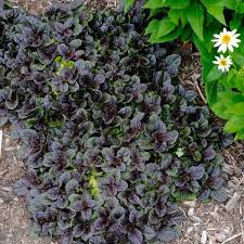 Image result for Ajuga