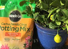 We did not find results for: Growing Citrus Trees In The Northwest Johnsons Home Garden Center