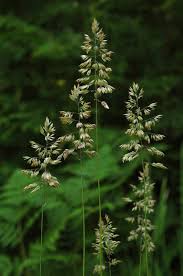 Image result for Holcus