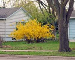 Check spelling or type a new query. Forsythia Forsythia Spp Wisconsin Horticulture