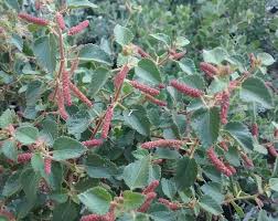 Image result for Acalypha polymorpha