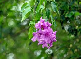 Image result for Mansoa