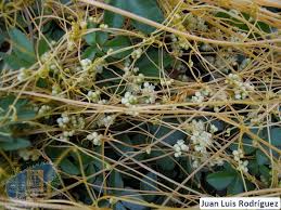 Image result for Cuscuta planiflora