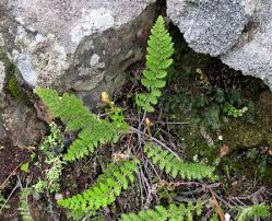 Image result for Mohria