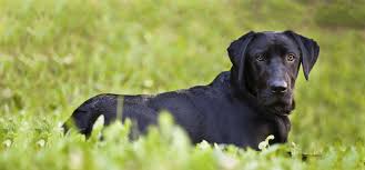 Unlimited wellness services pet stop prime club join today. Electric Dog Fencing Systems In Western Massachusetts Pet Stop Of Western Mass